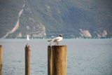 Clicca qui per vedere l'immagine in dettaglio